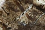 Polished Petrified Wood Limb Section - Nevada #166470-1